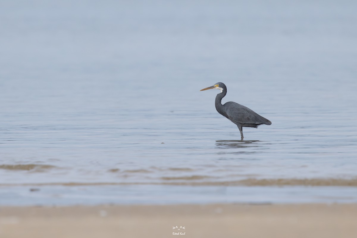 Garceta Dimorfa - ML646227526