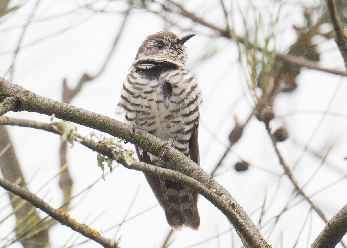 Cuclillo Broncíneo - ML646227527