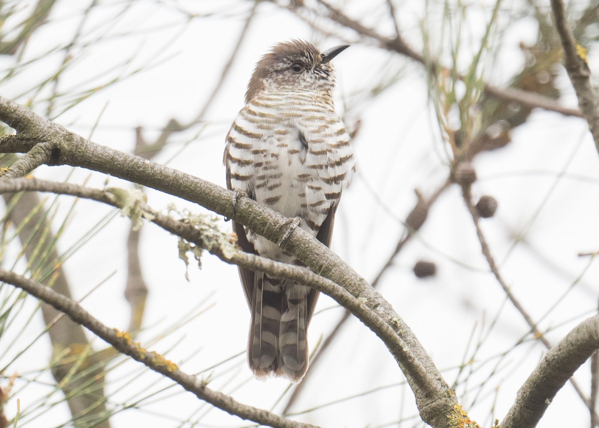 Cuclillo Broncíneo - ML646227528