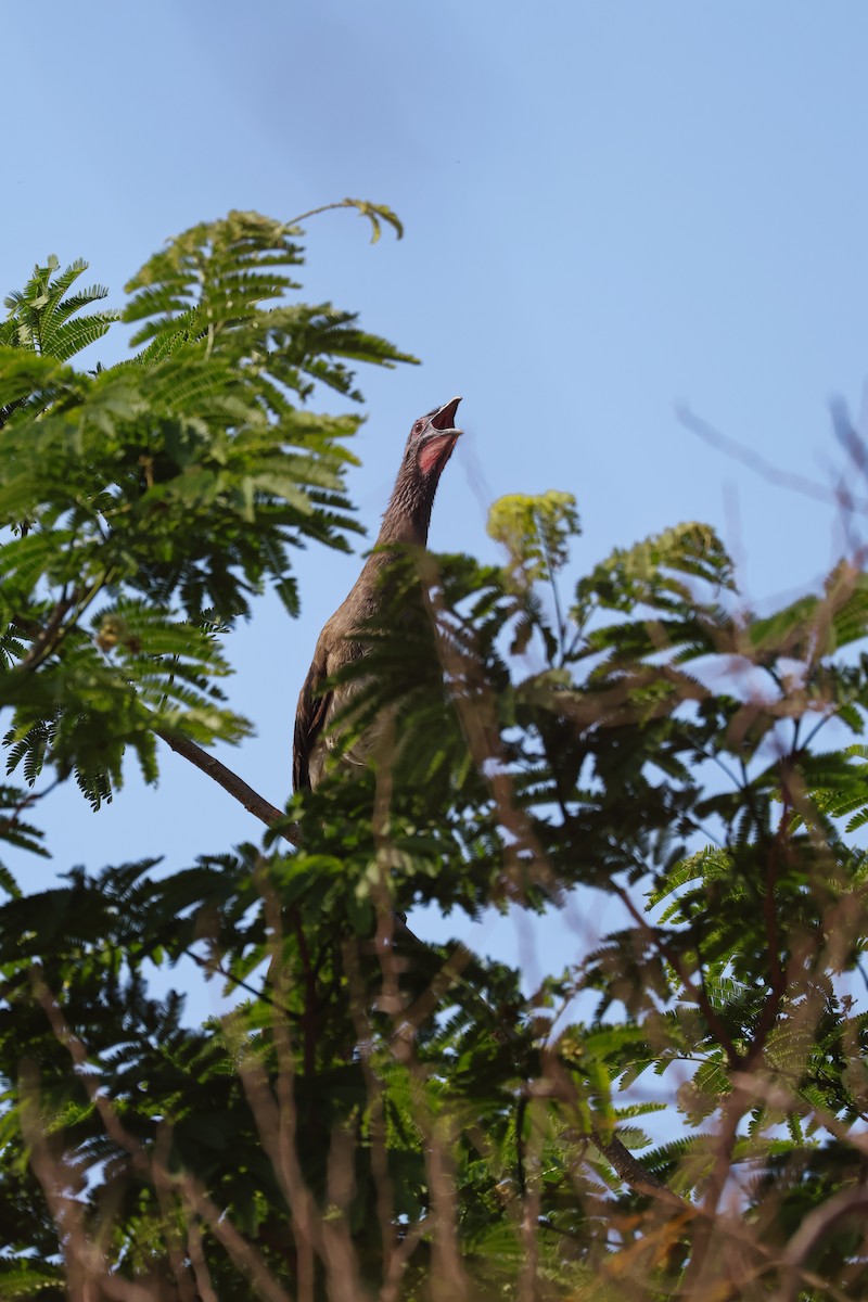 West Mexican Chachalaca - ML646227538