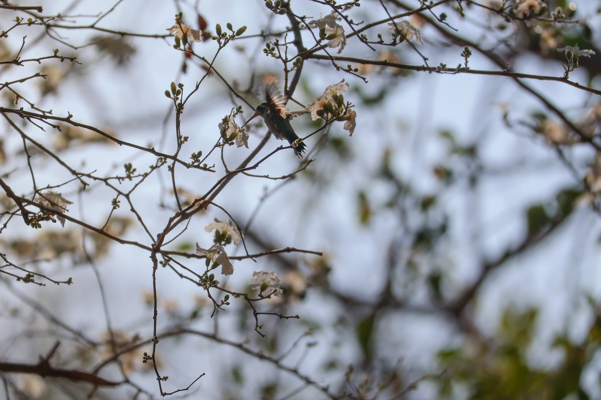 hummingbird sp. - ML646227539