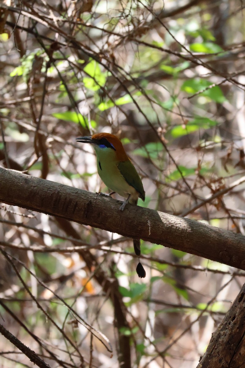 Russet-crowned Motmot - ML646227540