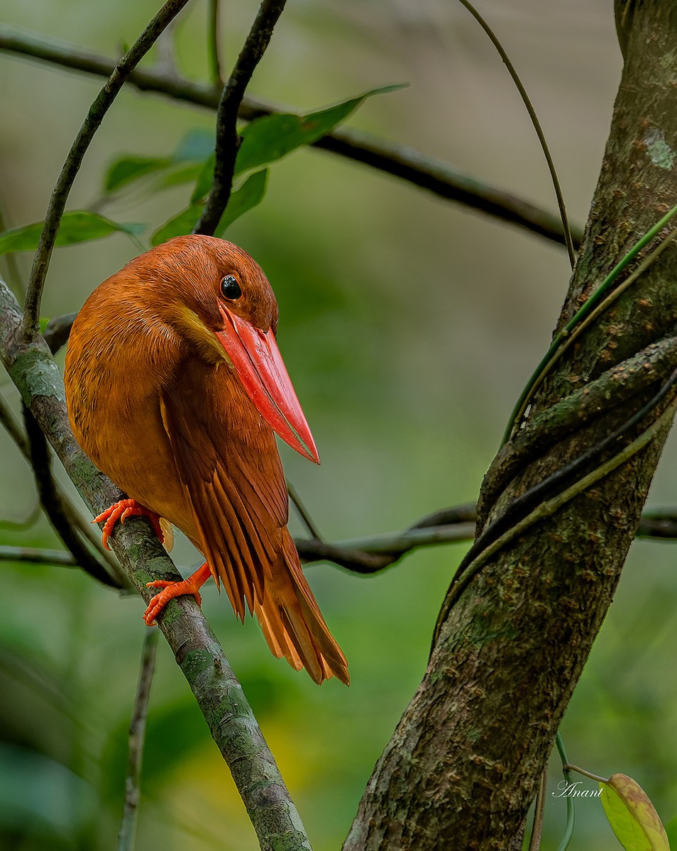 ledňáček ohnivý - ML646227546
