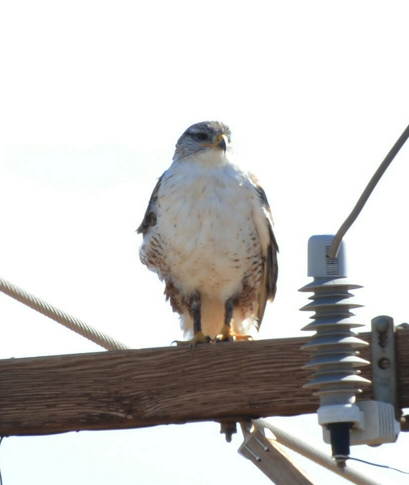 Ferruginous Hawk - ML646227549