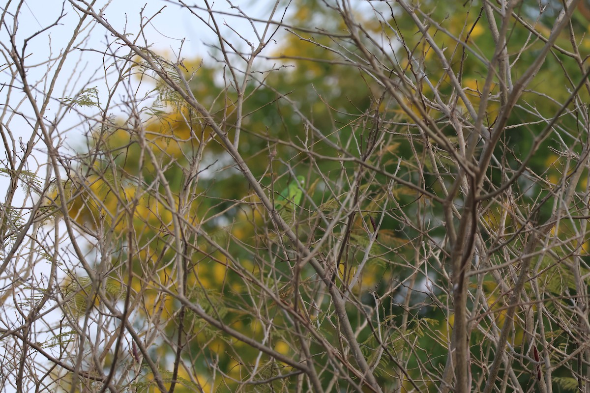 papoušíček mexický - ML646227553