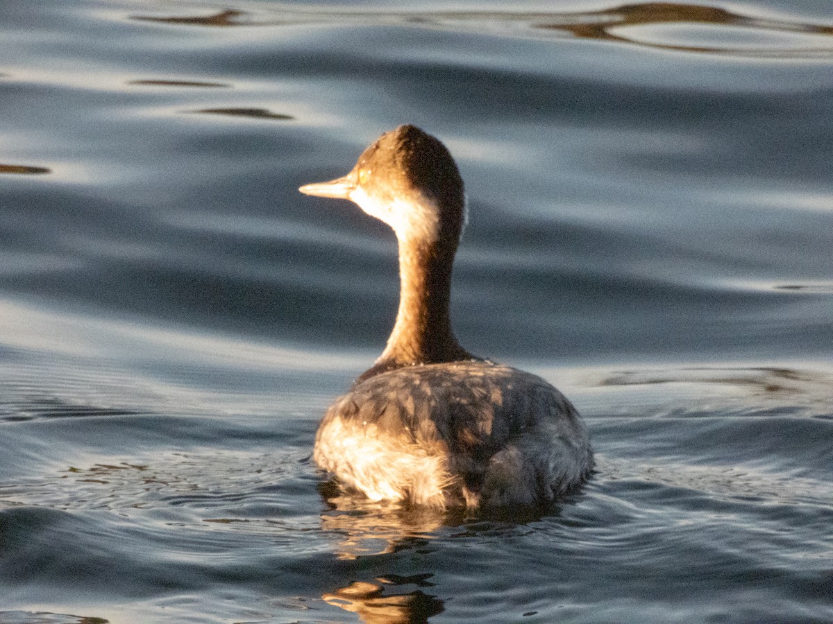 Eared Grebe - ML646227567