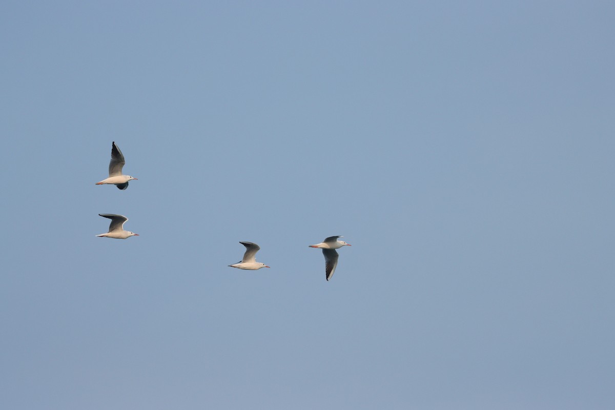 Slender-billed Gull - ML646227571