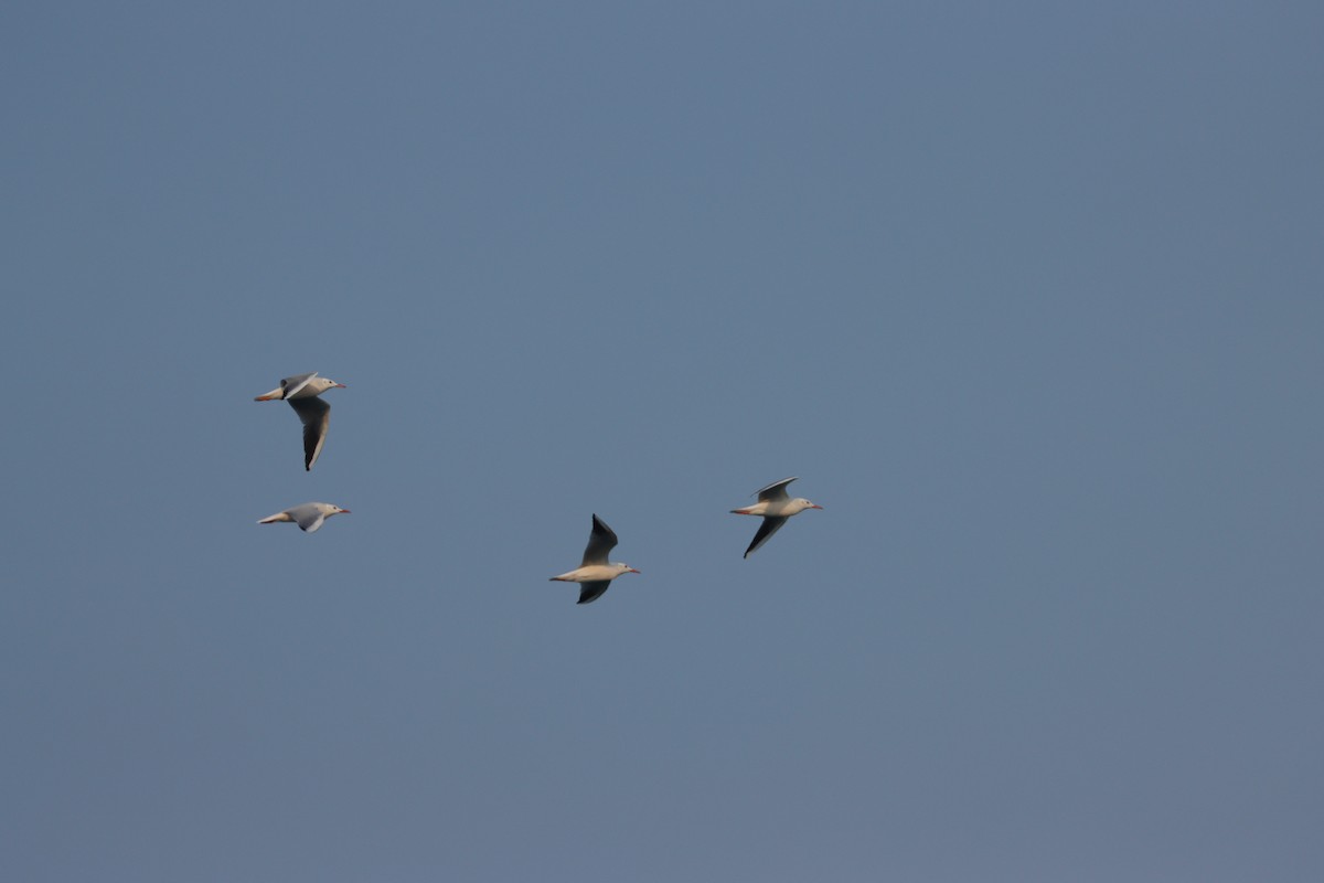 Slender-billed Gull - ML646227572