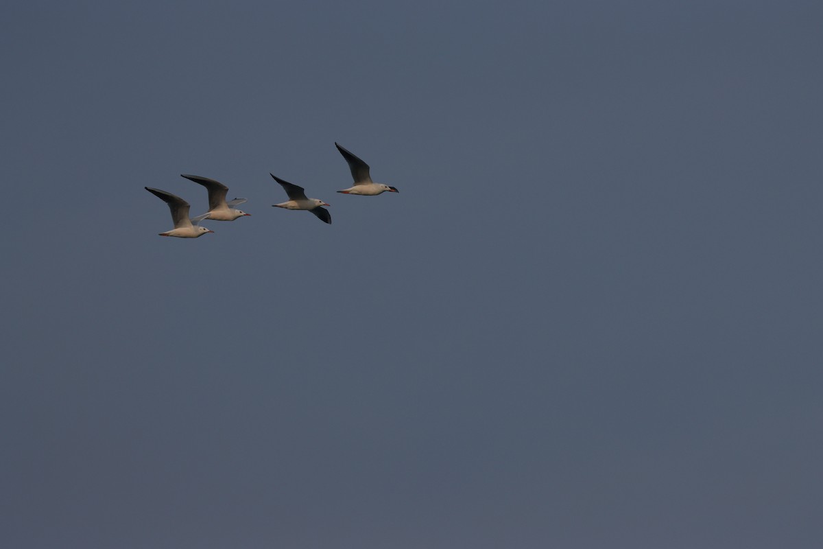 Slender-billed Gull - ML646227573