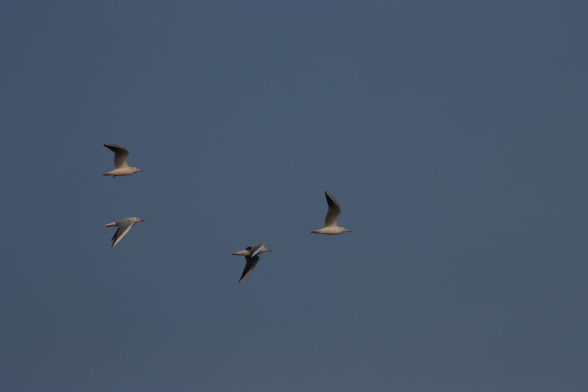 Slender-billed Gull - ML646227574