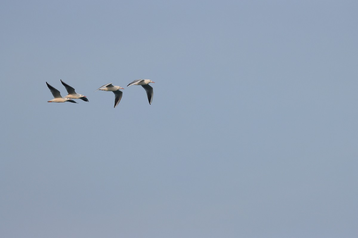 Slender-billed Gull - ML646227575