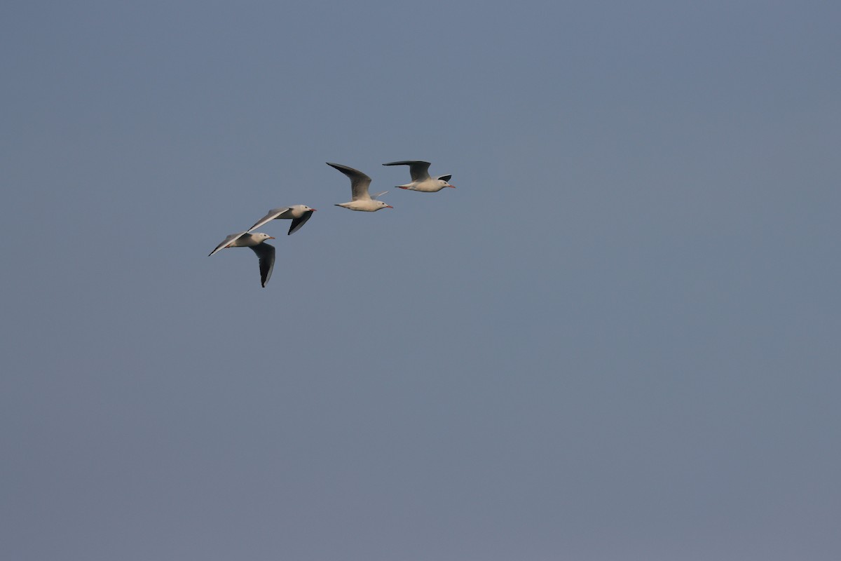 Slender-billed Gull - ML646227576