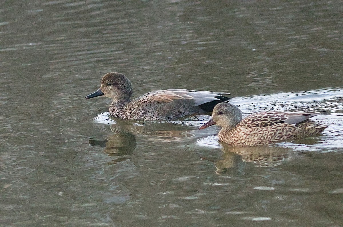 kopřivka obecná - ML646227581