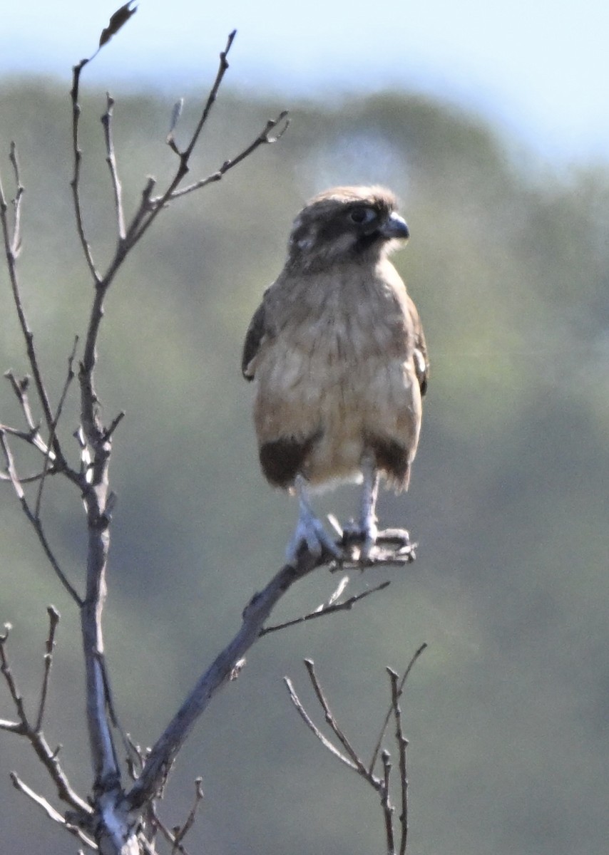 raroh proměnlivý - ML646227582