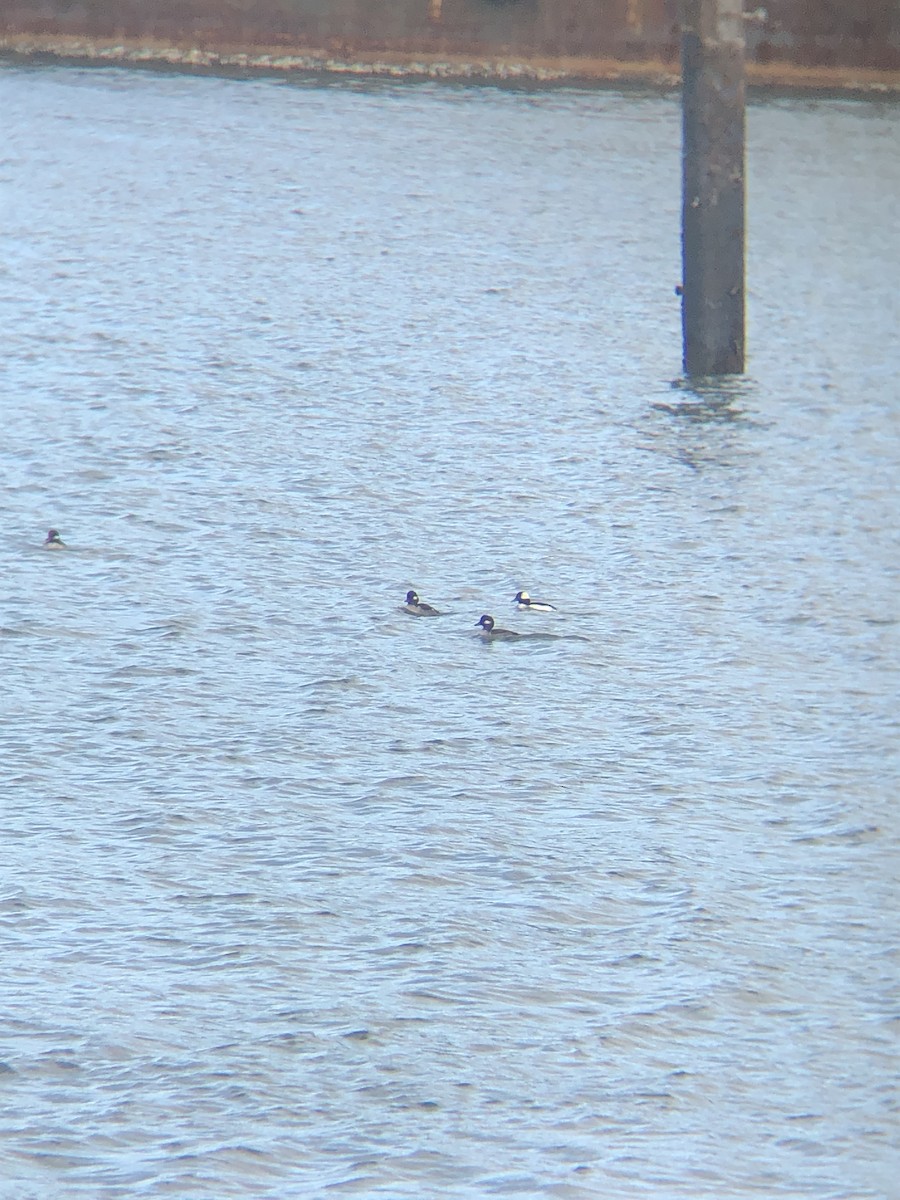 Гоголь-головастик - ML646227583