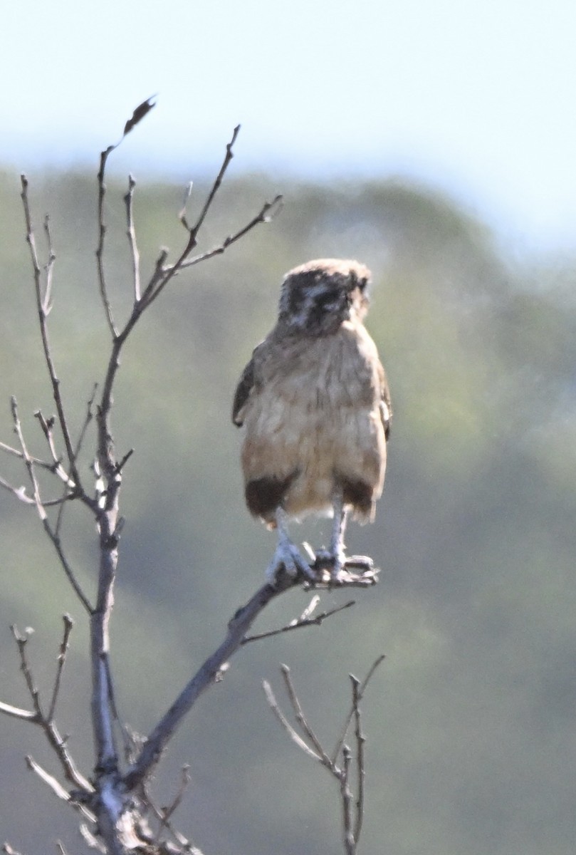 raroh proměnlivý - ML646227584