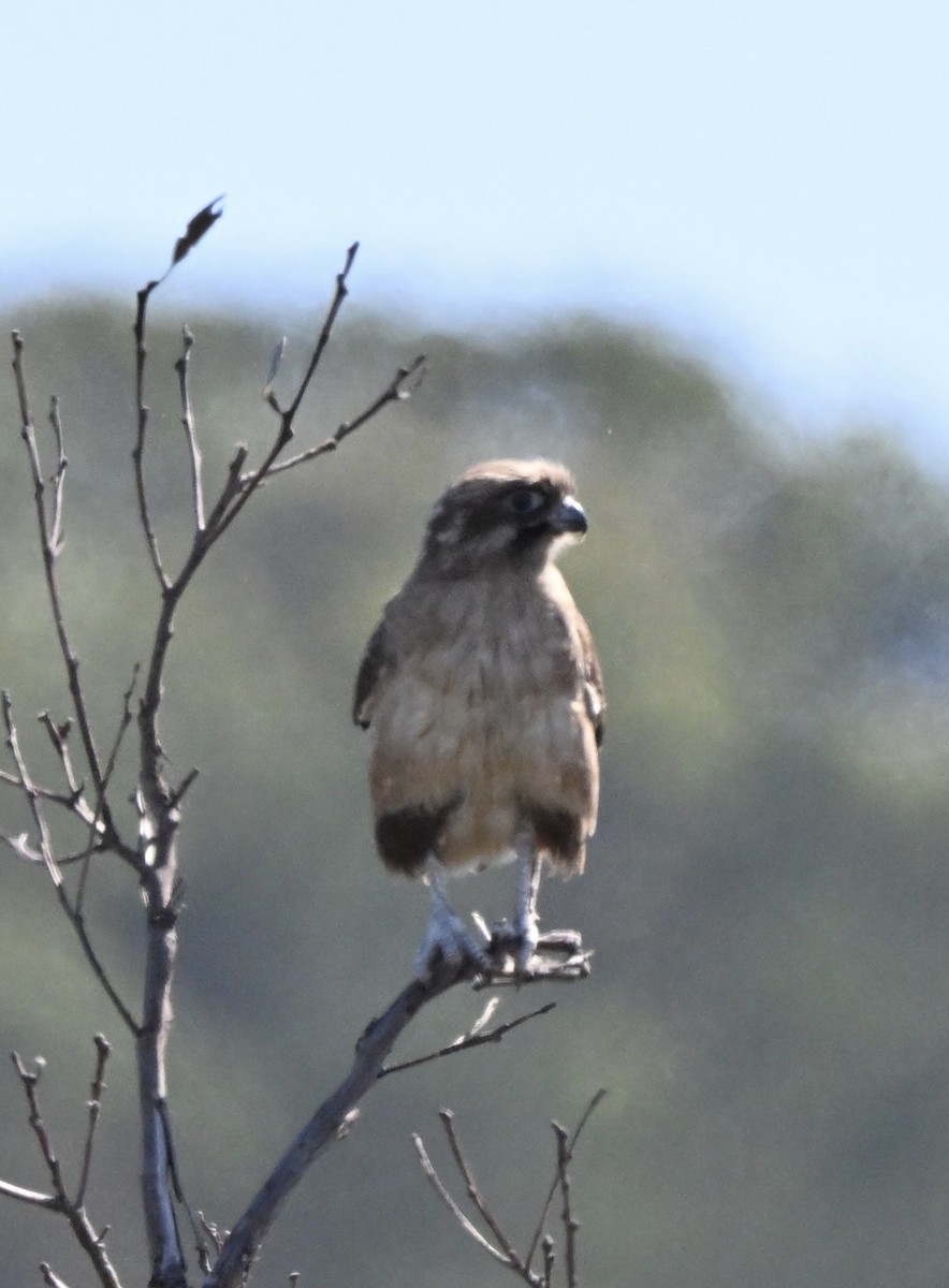 raroh proměnlivý - ML646227585