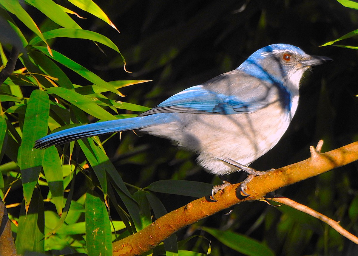 Chara Californiana - ML646227590