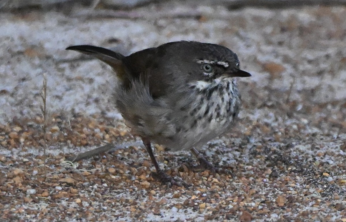 Sedosito Maculado - ML646227593