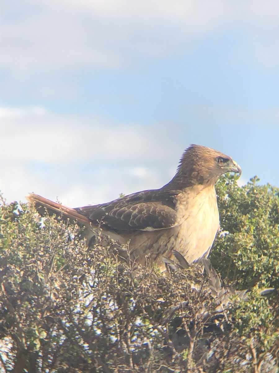 Канюк неоарктичний - ML646227594