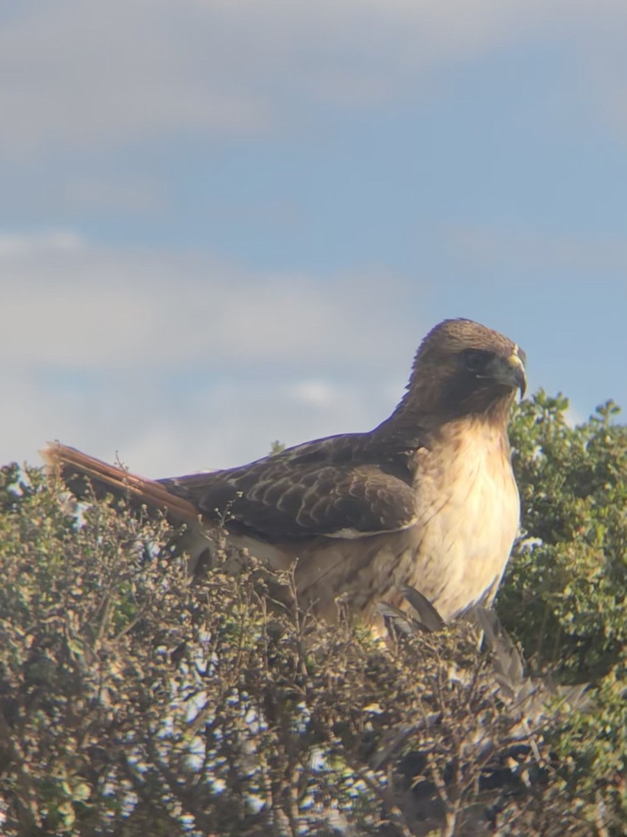 Канюк неоарктичний - ML646227595