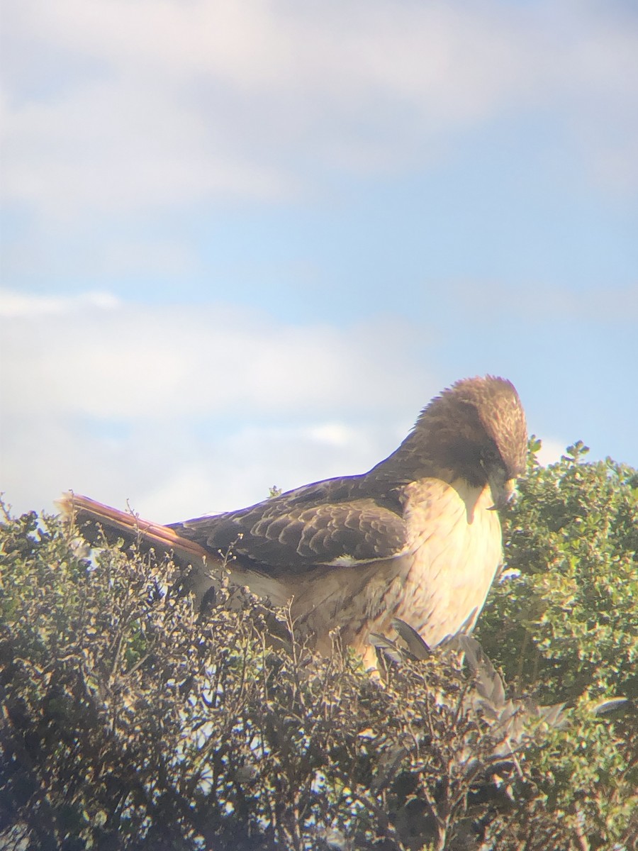 Busardo Colirrojo - ML646227596