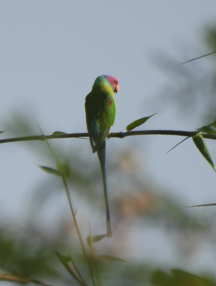 Cotorra Cabeciazul - ML646227598