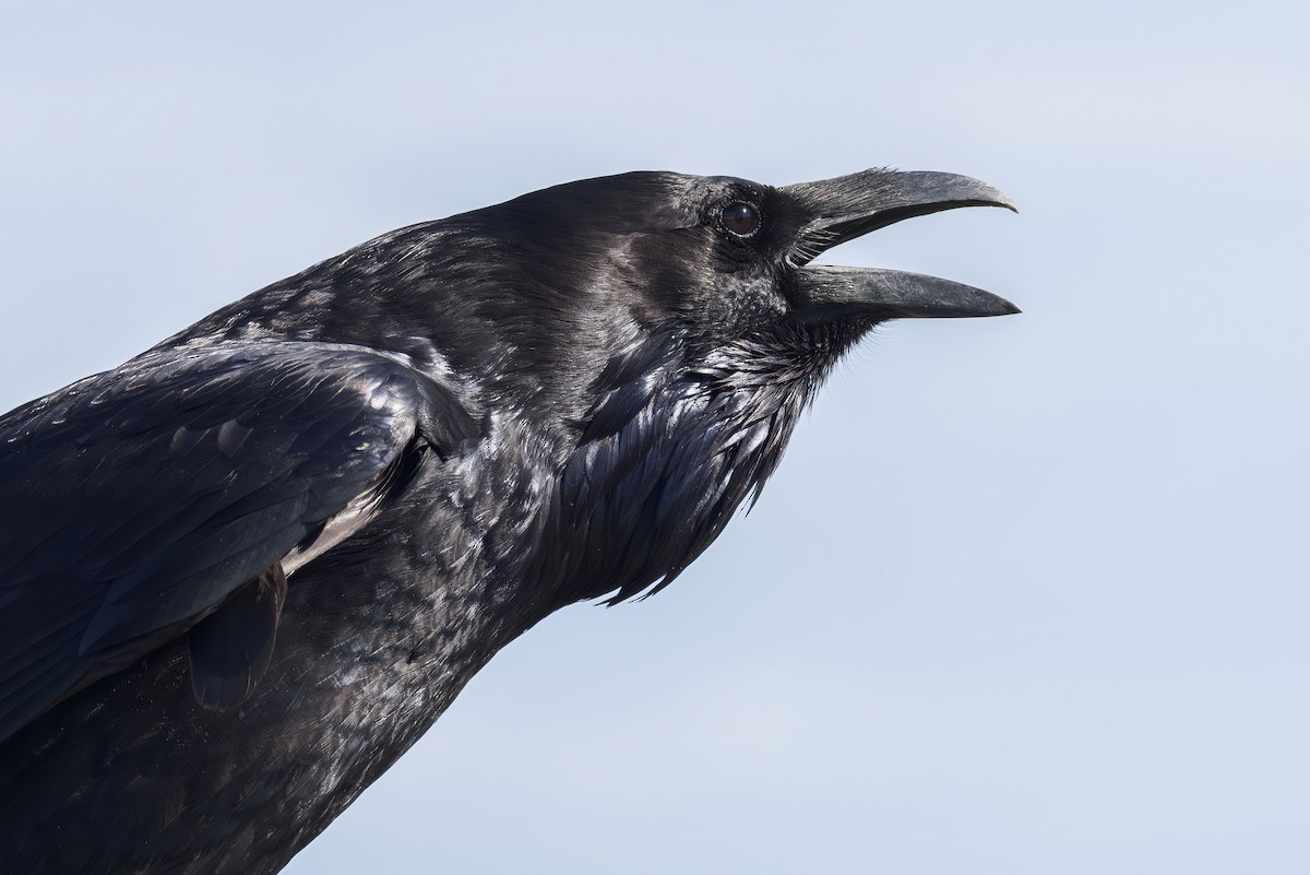 Cuervo Grande - ML646227599