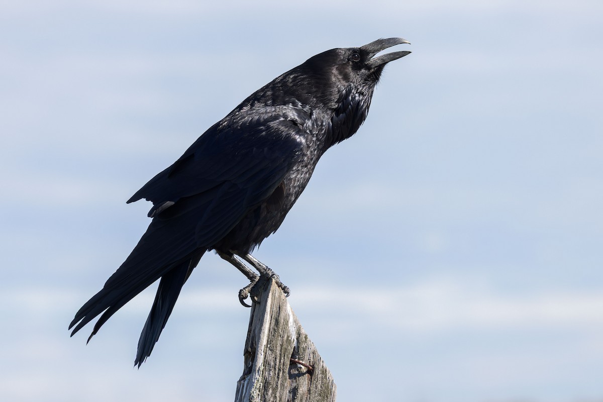 Cuervo Grande - ML646227600