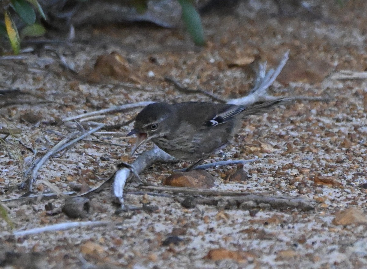 Sedosito Maculado - ML646227601