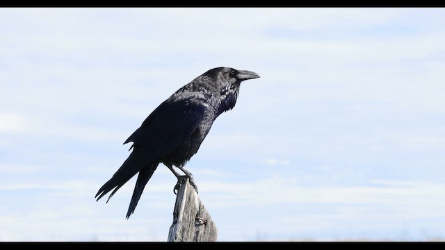 Cuervo Grande - ML646227603