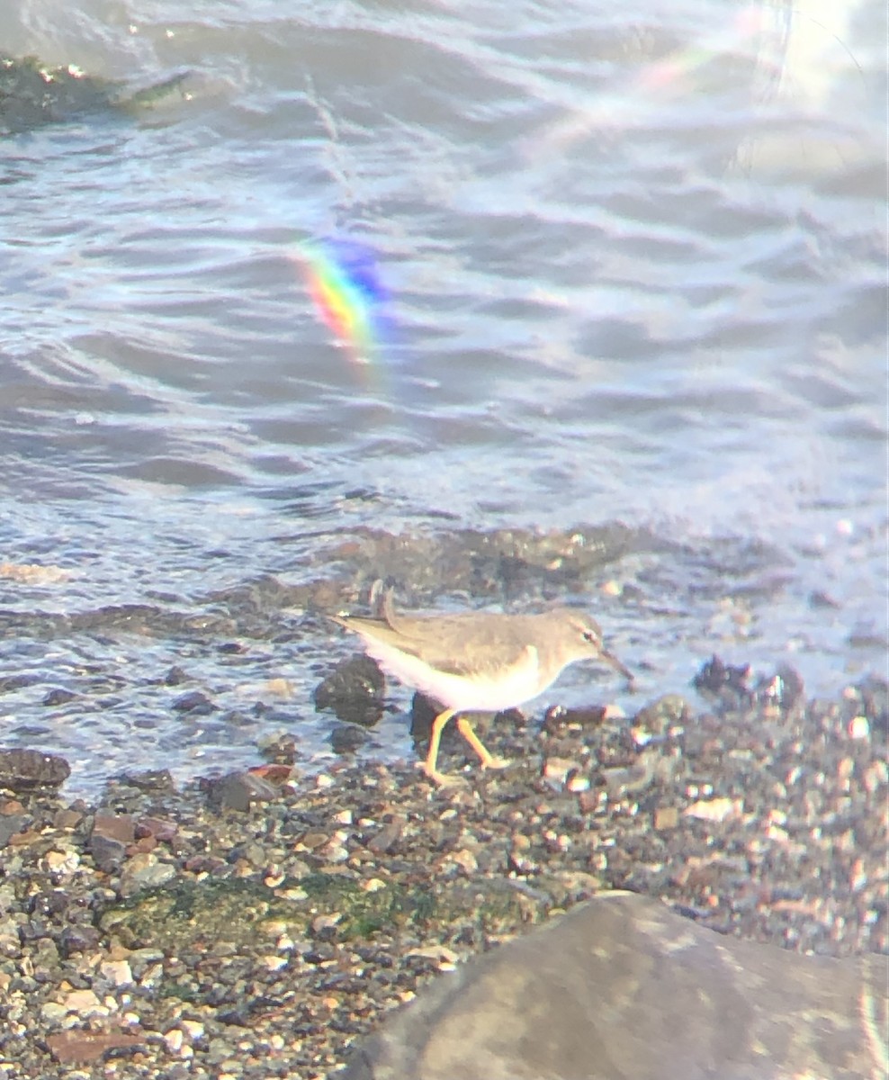 Andarríos Maculado - ML646227604