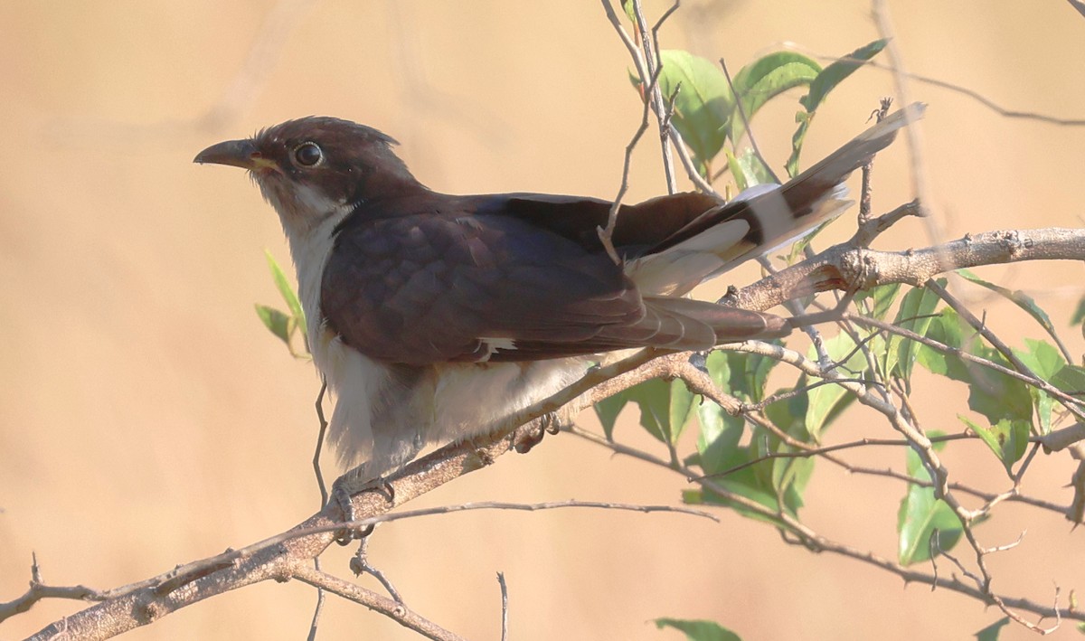 Críalo Blanquinegro - ML646227607