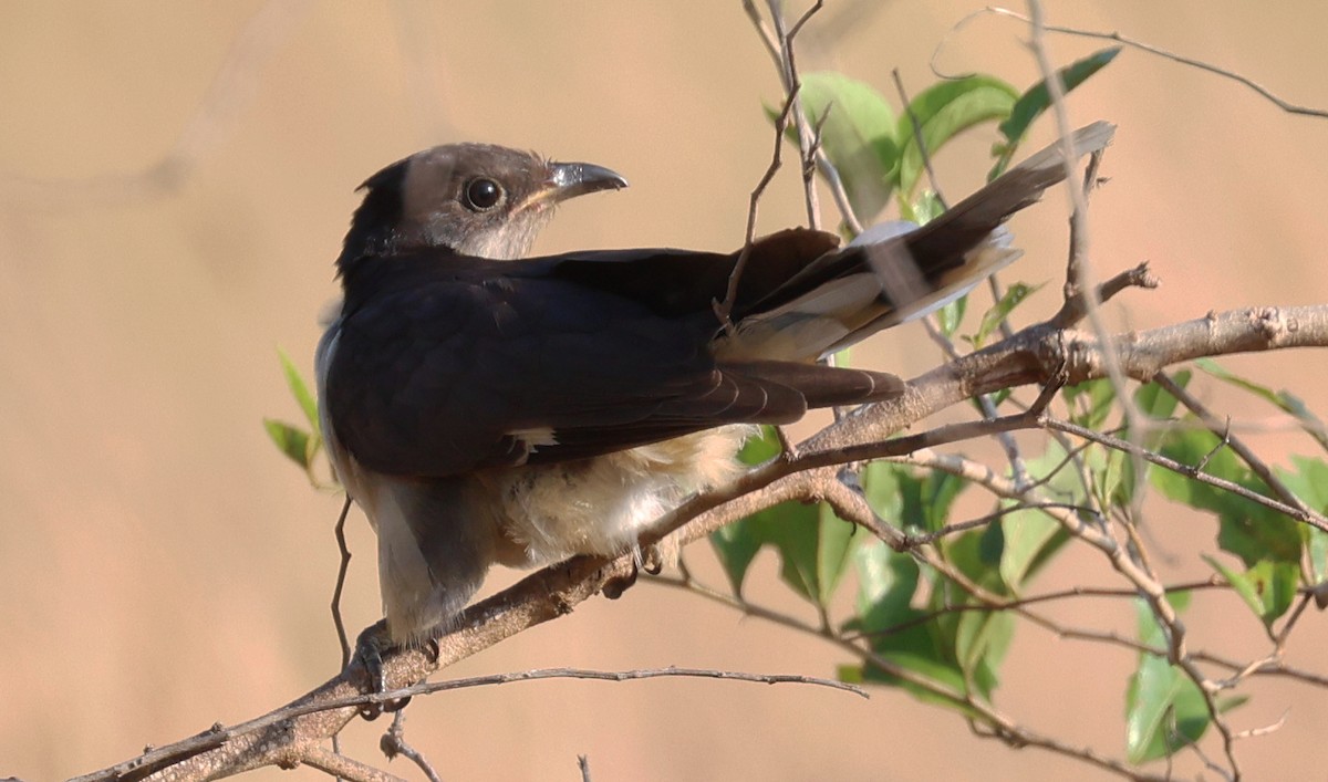 Críalo Blanquinegro - ML646227608