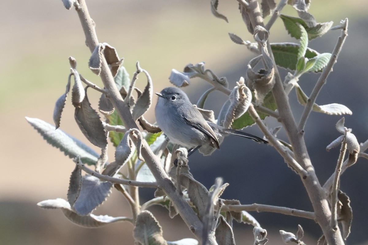 Perlita Californiana - ML646227609