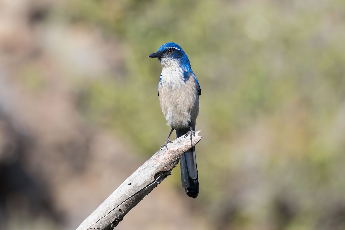 Chara de Santa Cruz - ML646227610