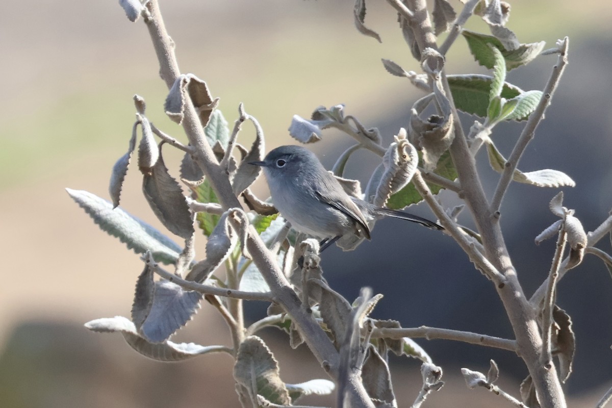 Perlita Californiana - ML646227611