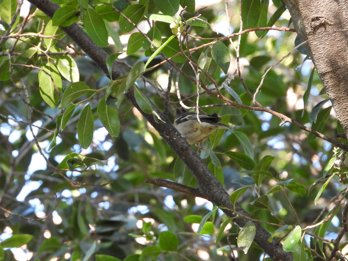 Pinzón Vulgar - ML646227612