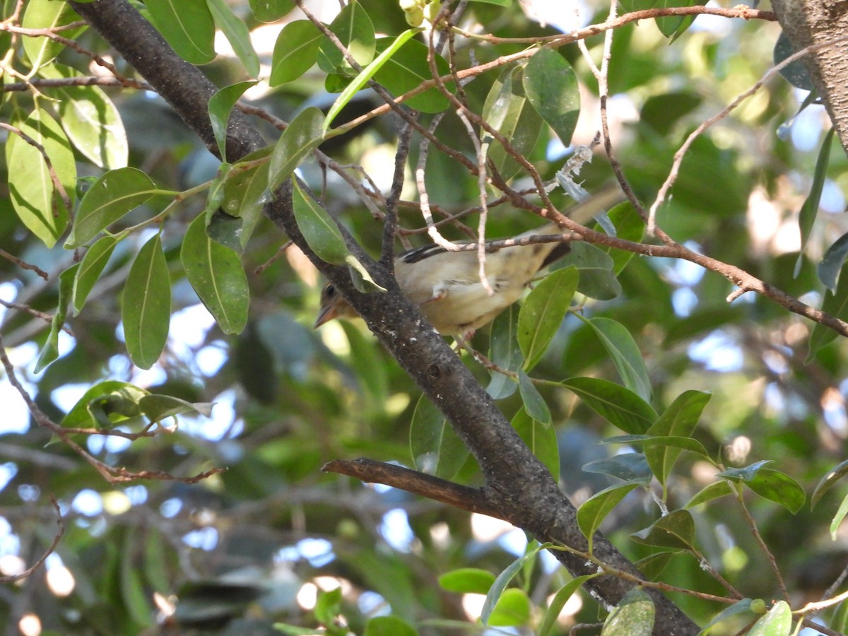 Pinzón Vulgar - ML646227613