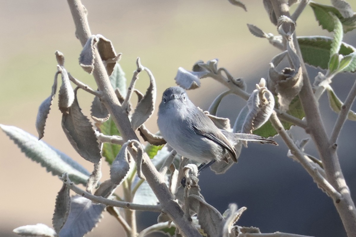 Perlita Californiana - ML646227614