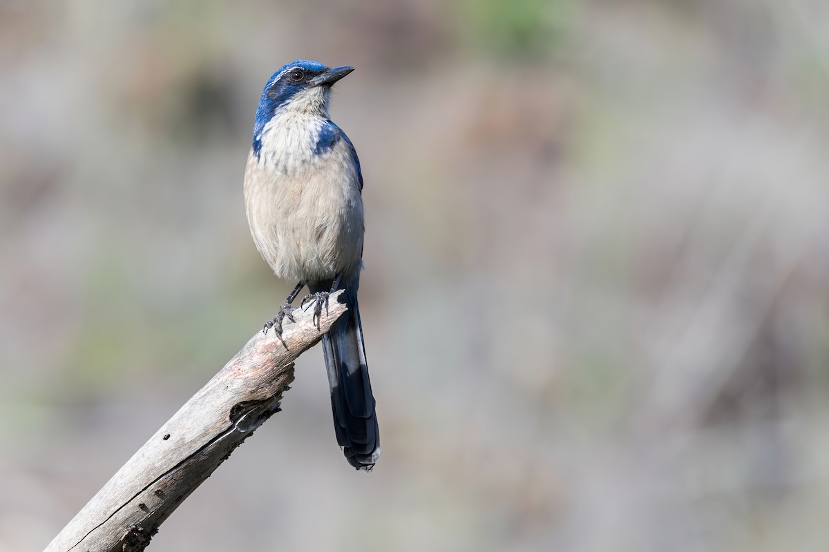 Chara de Santa Cruz - ML646227615