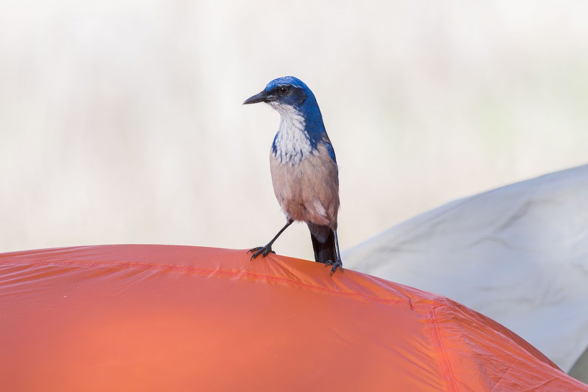 Chara de Santa Cruz - ML646227616