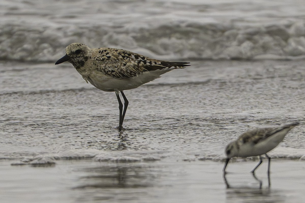 Chorlito Gris - ML646227617