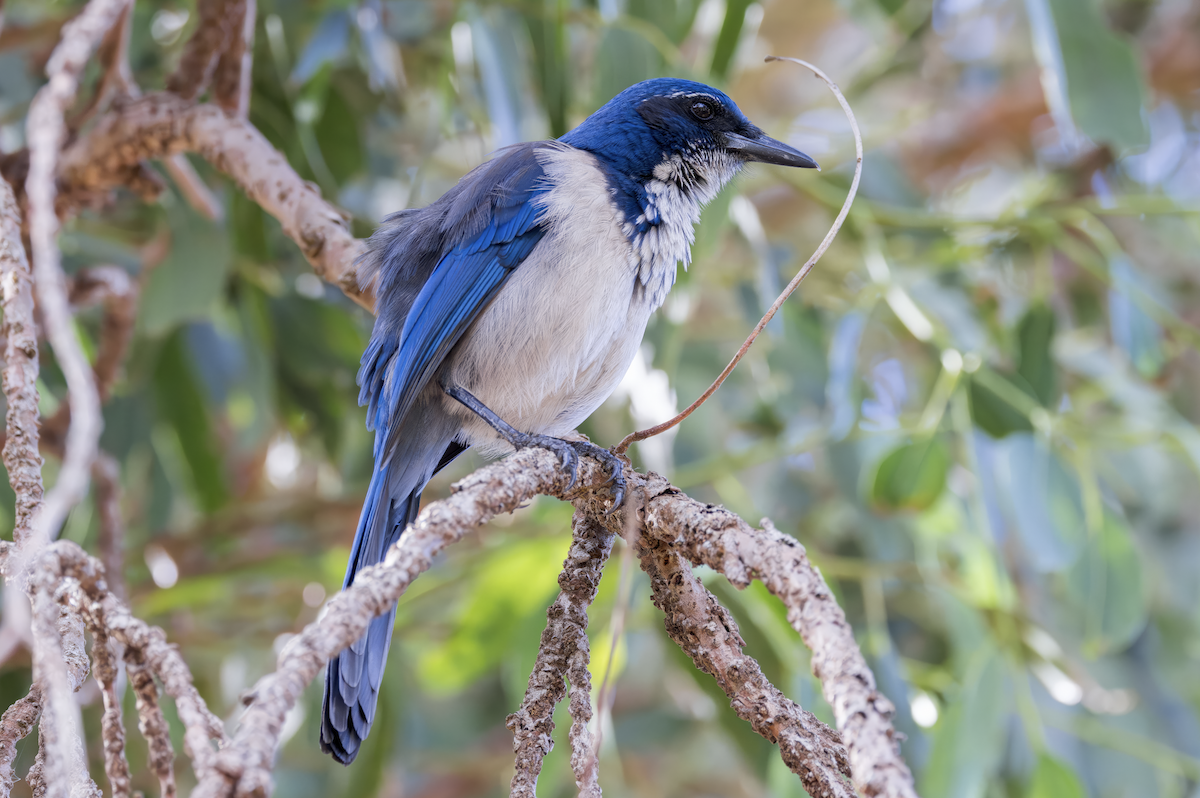 Chara de Santa Cruz - ML646227621