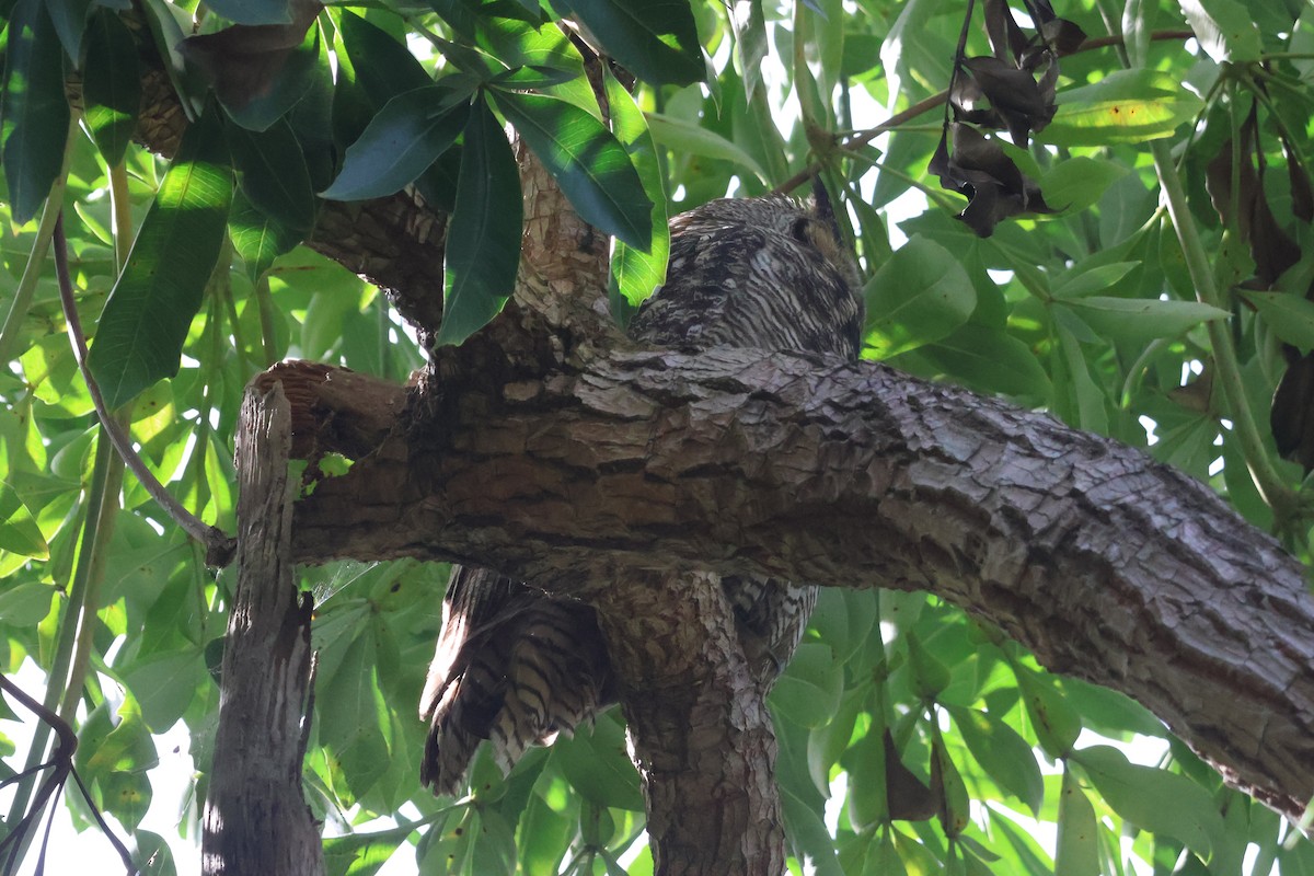 Búho Americano - ML646227622