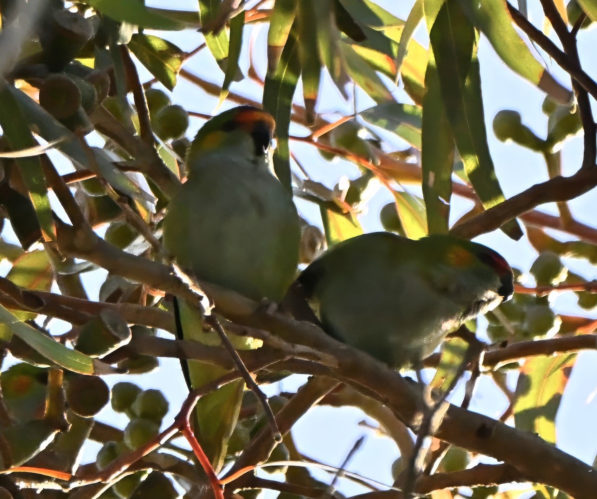 Lori Coronipúrpura - ML646227625