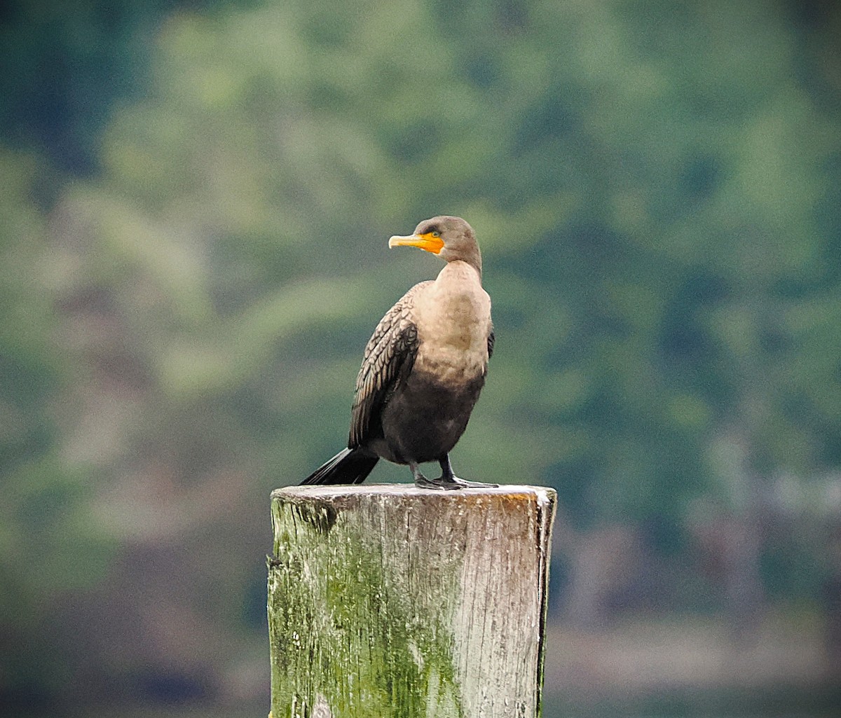 Cormorán Orejudo - ML646227626