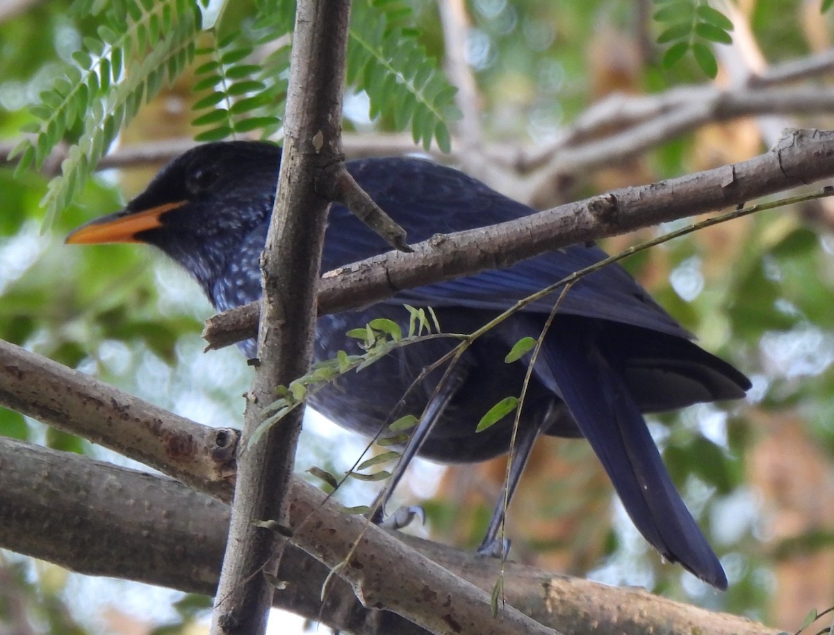 Arrenga Común - ML646227627