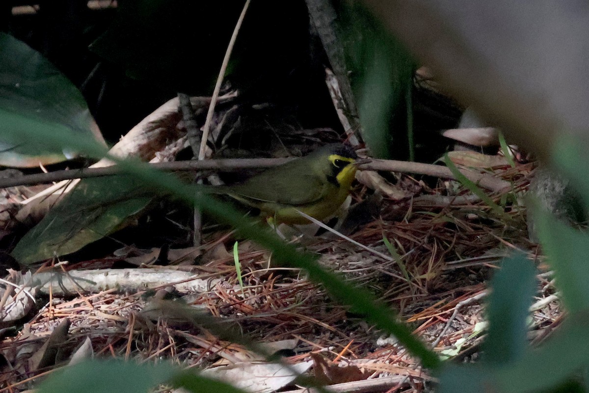 Reinita de Kentucky - ML646227628