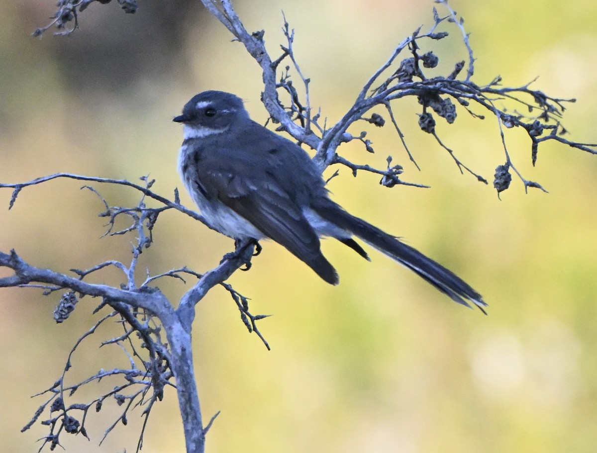 Abanico Gris - ML646227629